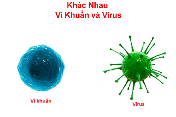 Vi khuẩn và virus loại nào nguy hiểm hơn?